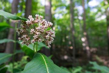 Wild Flower