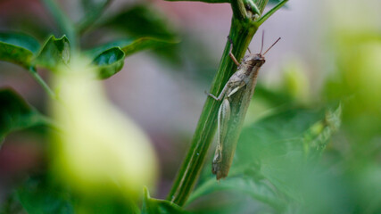 close up grasshopper