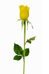 single yellow rose, isolated on white background, with some leaves on the stem