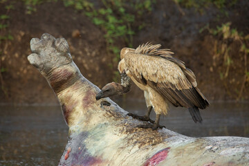 White-backed Vulture (Gyps africanus) standing on a rotten hippo carcass in Masai Mara National...