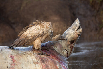 White backed Vulture on a hippo carcass in Masai Mara National park Kenya. Wildlife on Safari