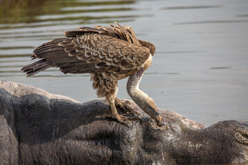White backed Vulture picking out flesh out of an eye socket from a rotten hippo carcass in the African bush of Masai Mara National park Kenya