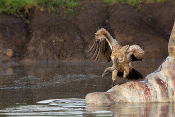 White backed Vulture spreading wings on a hippo carcass floating in the water in Maasai Mara...