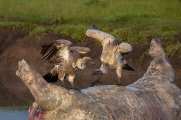 White backed Vultures (Gyps africanus) with spread wings on a dead hippo. Interaction between vulture on safari in Masai Mara Game reserve, Kenya, Africa