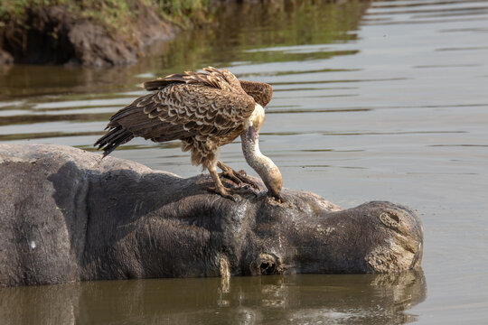 White backed Vulture scavenging and picking out flesh out of an eye socket from a rotten hippo carcass in the African bush of Masai Mara National park Kenya