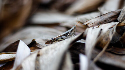 close up grasshopper