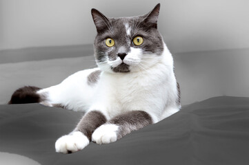 gray cat is lying on a gray blurred background