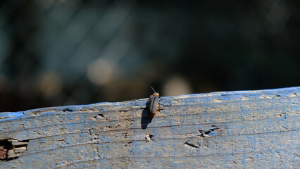 Pequeño insecto en una madera azul