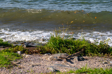 Wellen brechen am Rhein Strand, Ufer auf