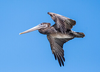 A brown pelican gliding over the ocean off the coast of California