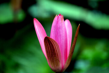 Water Pink lily in a pond