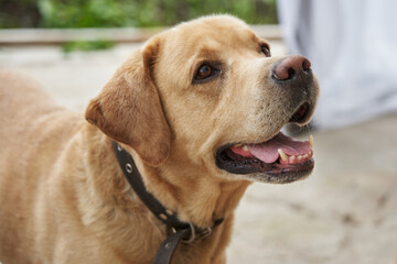beautiful labrador light color. dog muzzle