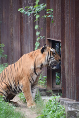Indian tiger in a cage