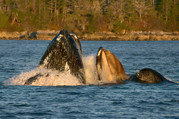 Humpback Whales Bubble Feeding in Alaska