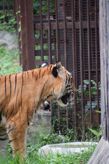 Indian tiger in a cage