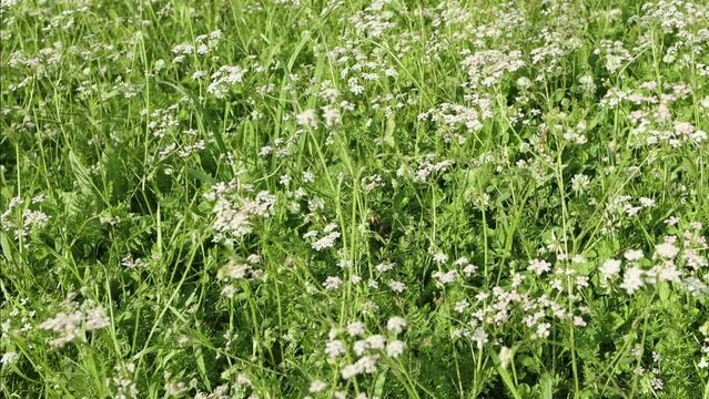 Wild field with cumin flowers, close up