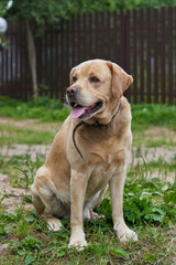 a beautiful light-colored labrador sits on the lawn. good house dog