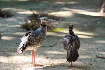 partridges on the bank of the pond on the outskirts of the village 
