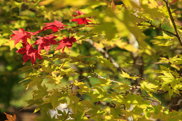 紅葉