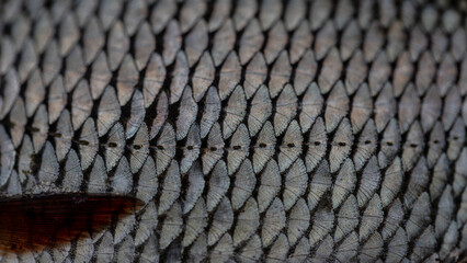 A close-up of roach (Rutilus rutilus) fish scales © Neils