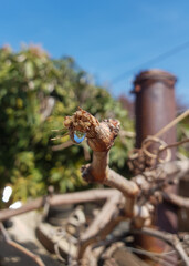 Close up on a broken branch from a grape tree releasing a clear liquid substance
