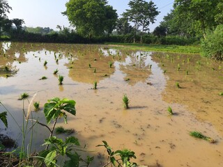 Rice seedling before plantation. Its seeds remove the one place and ready to planting another...