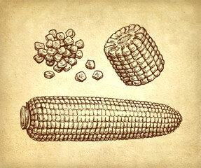 Ink drawing of corn.