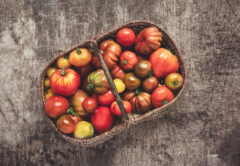 Autumn harvest - tomatoes in a basket