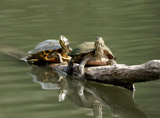 turtles in the water