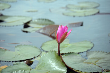 Water Pink Lily in the garden