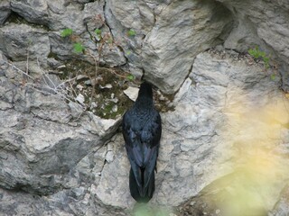 Crow investigating what the mountain has to offer