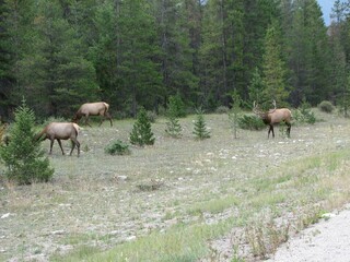 Fototapeta premium Elk grazing by the forest
