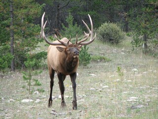Elk checking out his surroundings