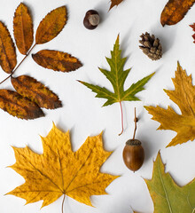 Beautiful bright fall leaves from different trees with a cone, chestnut and acorn lying on a white background, view from above