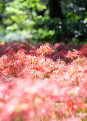 真紅の彼岸花