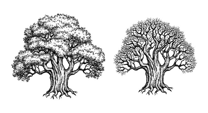 Living and withered Yew trees.