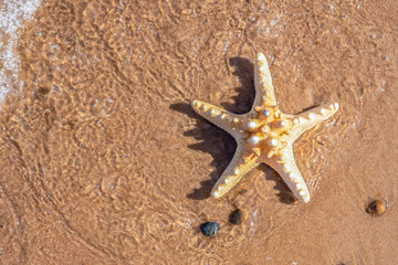 Starfish and stones on sand in sea water