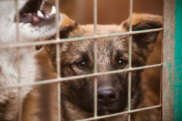 Unhappy puppy in a cage behind bars in a dog shelter. abandoned animals