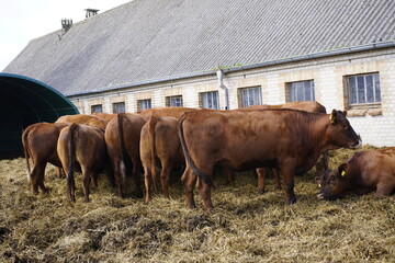 The German Angus (German: Deutsch Angus) is a modern German breed of beef cattle. It was bred in...