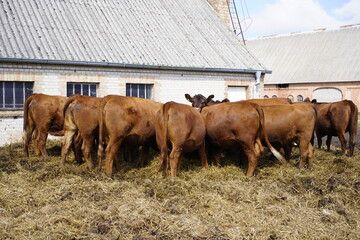 The German Angus (German: Deutsch Angus) is a modern German breed of beef cattle. It was bred in...
