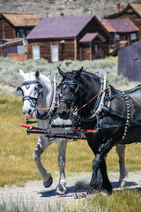 Naklejka na ściany i meble The famous Bodie Ghost Town Looking at a Draft Horse Team in their Harness