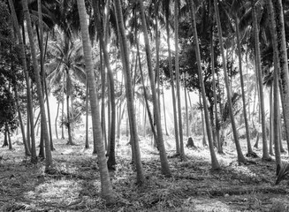 Palms. Tropical view. Black and white scenery.