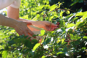 Harvest of wild blackberries. The woman plucks ripe fruit from the bush