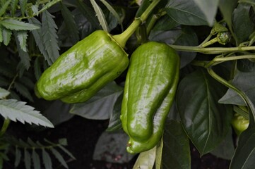 Peppers grow in the autumn sun