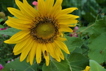 Insects in a sunflower4