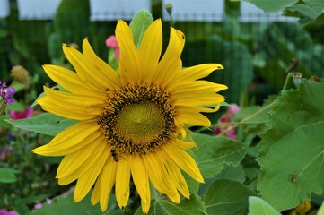 Insects in a sunflower3