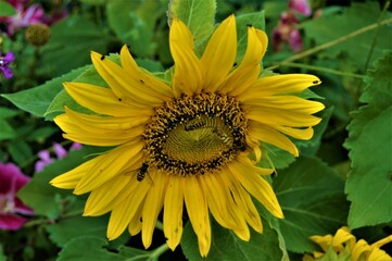 Insects in a sunflower2
