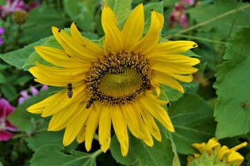 Insects in a sunflower
