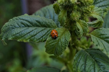 Fototapeta premium Ladybug on a spice plant leaf2