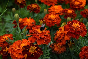 A bumblebee in a velvet flower collecting nectar and pollen3